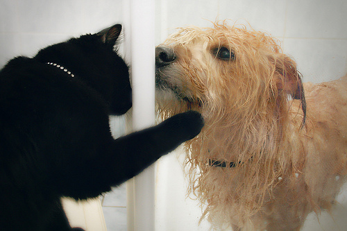 Perpet – Higiene e Limpeza de cães e gatos