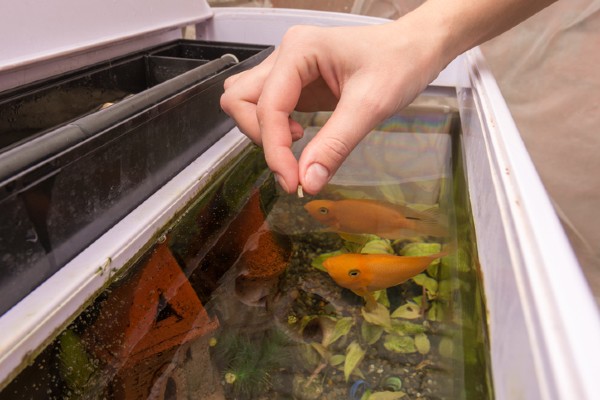 Alimentação dos peixes de aquário