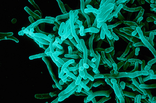 O Perigo das Epidemias Zoonóticas