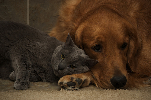 A Coccidiose em Cães e Gatos