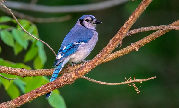 Como funciona o sistema respiratório das aves?