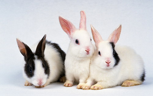 Dermatomicoses em coelhos e roedores