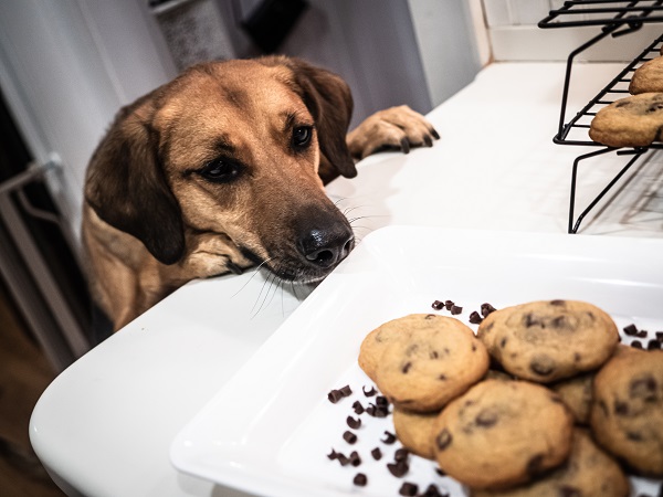 Chocolate faz mal para cachorros e gatos?