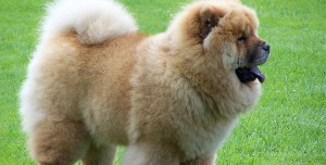 Chow Chow