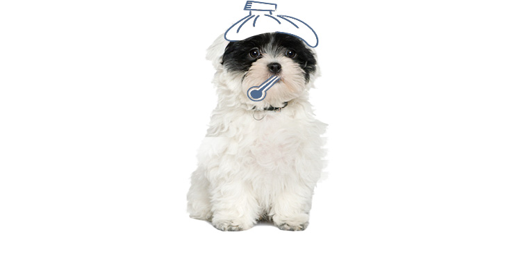 Como saber se meu cachorro está com febre