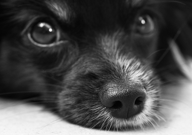 Cinco considerações ao adotar um cachorro de rua