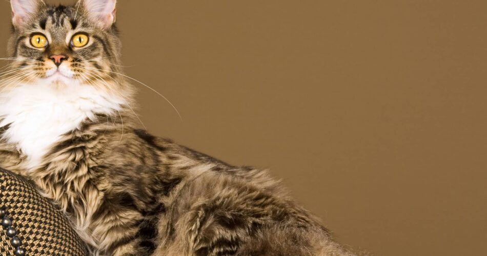 10 curiosidades sobre o gigante Maine Coon