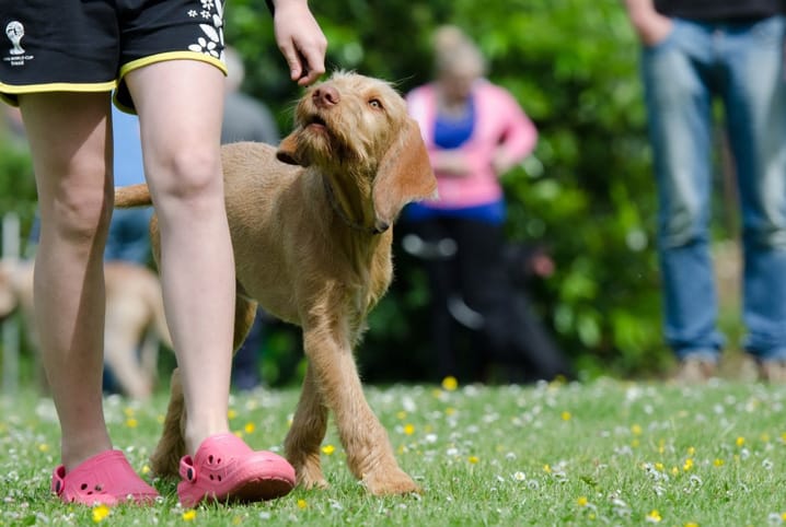 Adestramento de cães: ensine seu pet da melhor forma possível