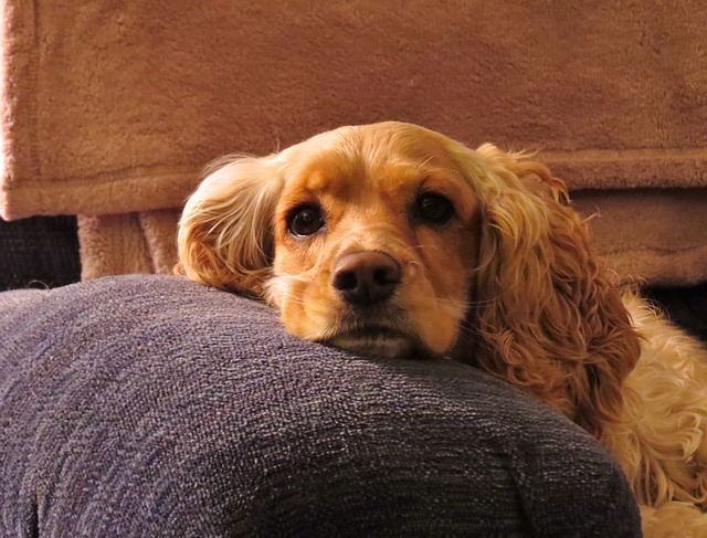 Cachorro sozinho em casa: como deixa-lo mais feliz