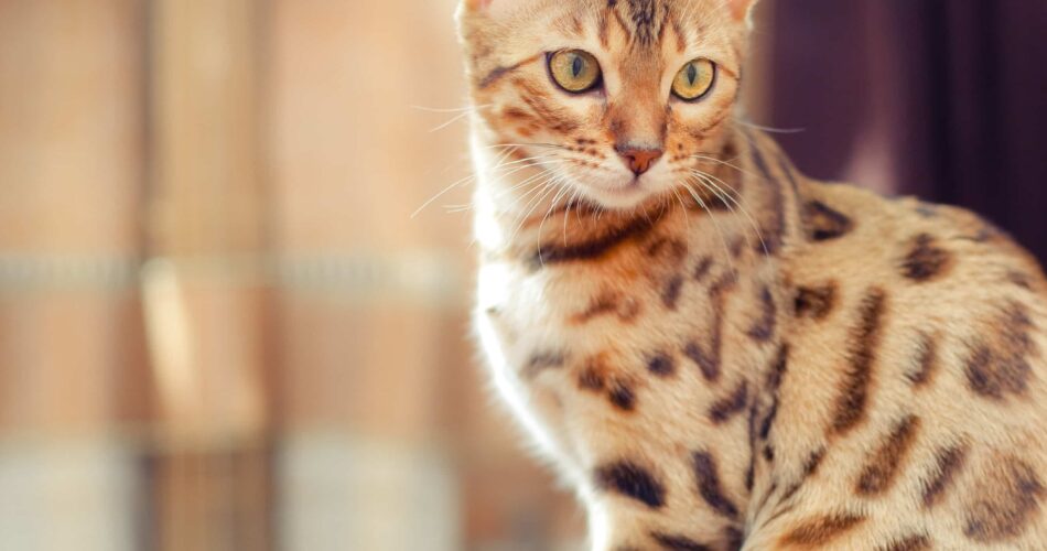 Gato Bengal: o mini-leopardo