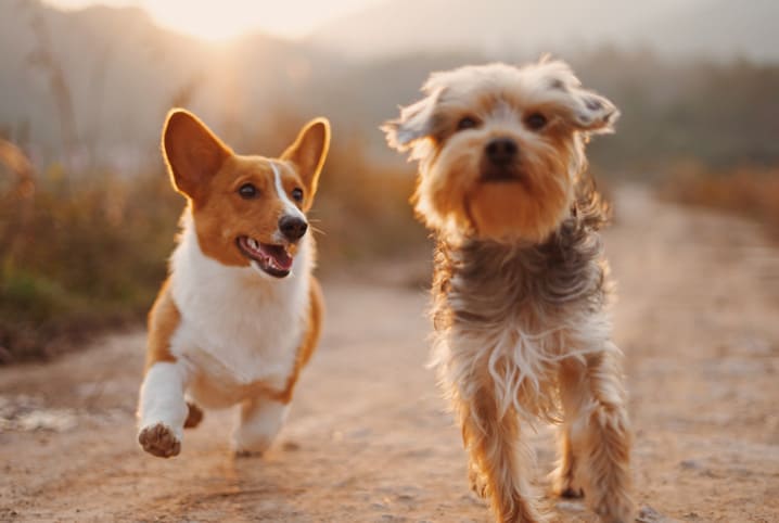 Adoção de pets: saiba porquê oferecer um novo lar