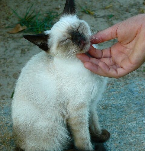 Seis maneiras do seu gato demonstrar que te ama
