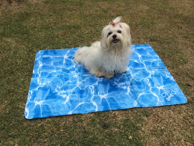 Produto pet da semana: Tapete gelado para cães