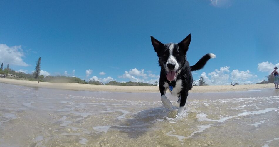 20 dicas para os cães curtirem o calor com segurança