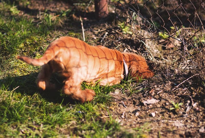 Cachorro cavando: por que os cães têm esse hábito?