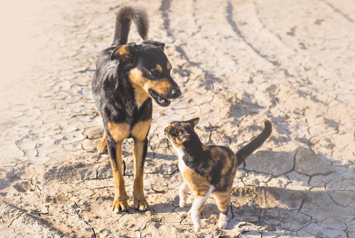 Por que a castração de cães e gatos é tão importante?