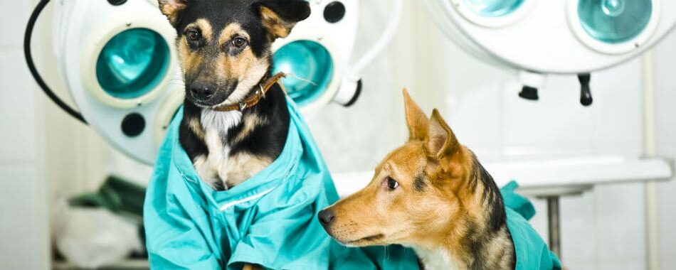 Vacinação e Check-up são as bases para a prevenção da saúde de pets