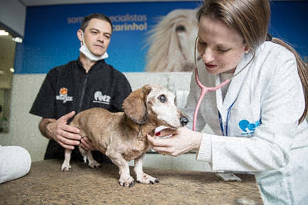 Hora do banho em cães idosos requer atenção especial