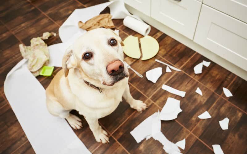 Como lidar com cães que destroem objetos?
