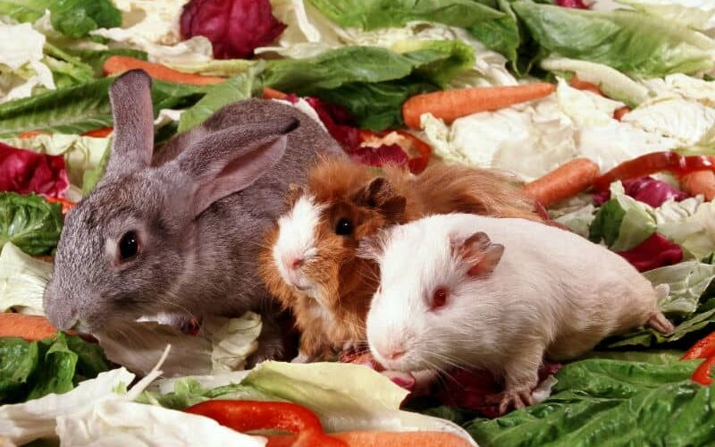 Alimentação dos mamíferos – Cuidados com pequenos pets