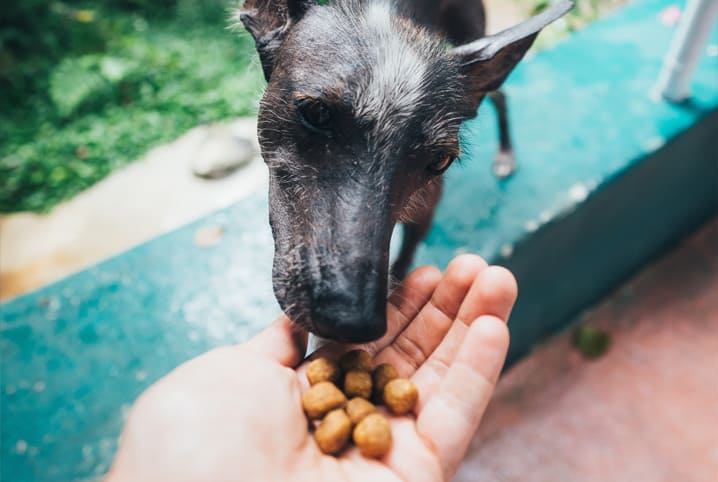 Paladar canino: como os cachorros percebem os sabores