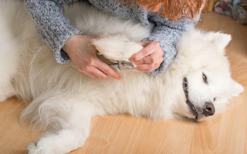 Unhas de cachorro: os principais cuidados necessários