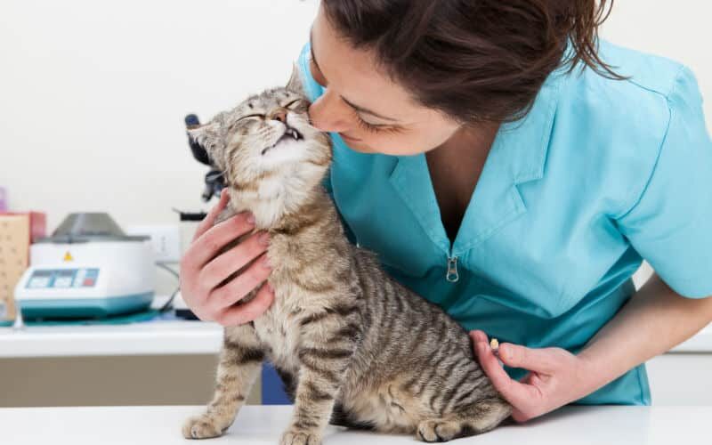 Vacinação para gatos e seus benefícios