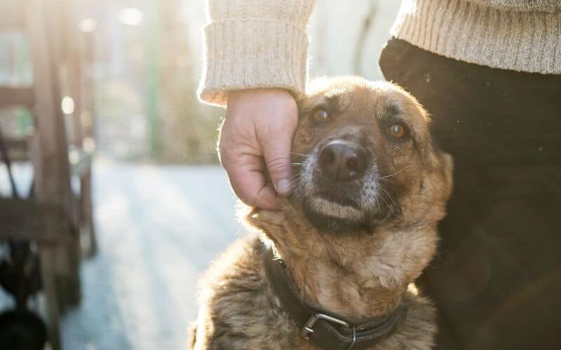 Quero adotar um cachorro: o que devo saber antes de tomar a decisão?