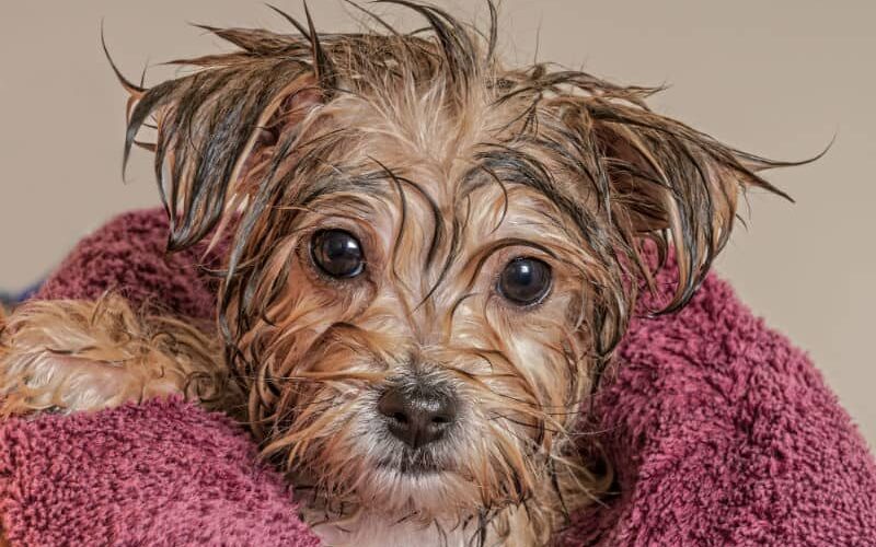 Banhos em filhotes – Saúde e grooming