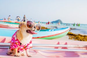4 cuidados para ter com seu cachorro na praia
