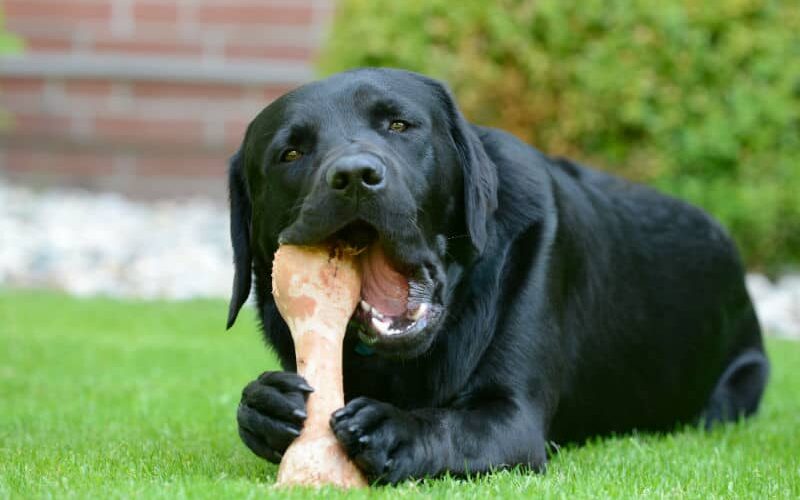 Cachorro obeso – 6 comidas que devem ser evitadas