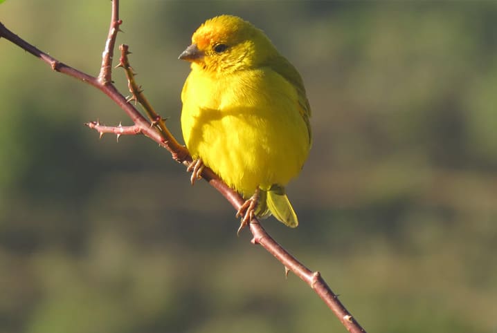 Canários: 6 curiosidades sobre esses pássaros cantores