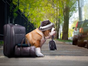 Viajar de avião com o cachorro: dicas e informações