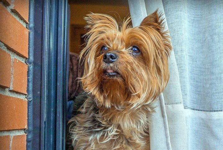 5 dicas para treinar cachorro latindo muito