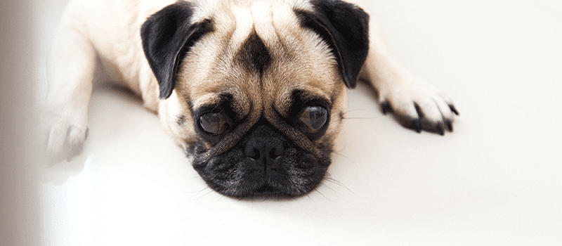 Cachorro envenenado – Saiba como lidar com o problema