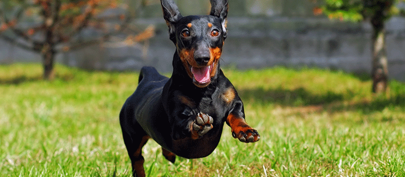 Como adestrar cachorro – Exercícios com pets