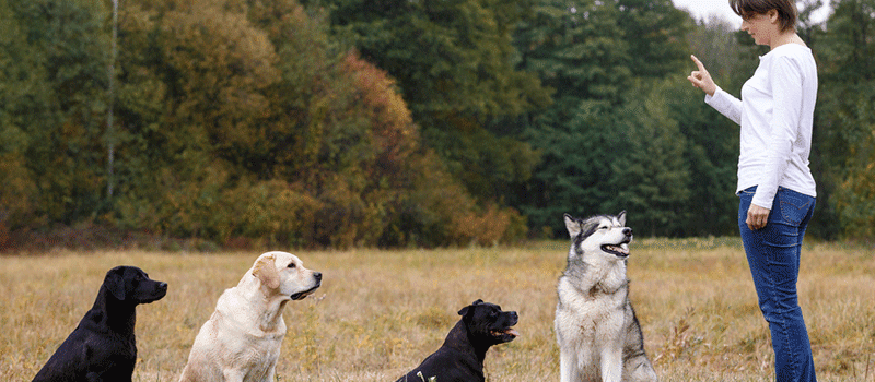 Como ensinar um cachorro de forma prática