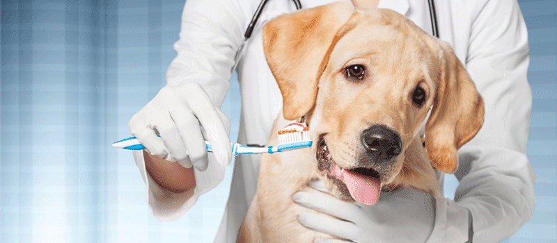 Dentes de cachorro: Como evitar e tratar complicações