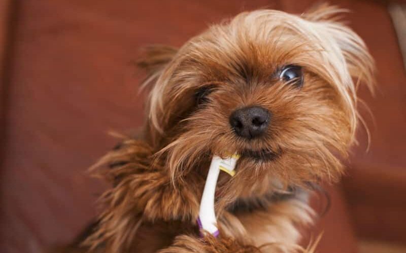 Escova de dente para cachorro – Foco na saúde oral