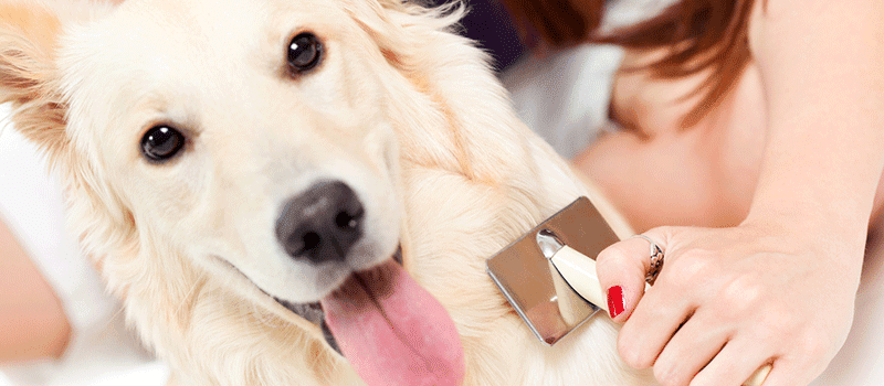 Escova para cachorro – Como escovar pelagem embaraçada