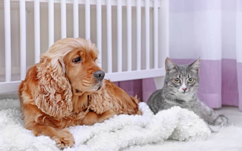 Parasitas – Como identificar e prevenir em cães e gatos