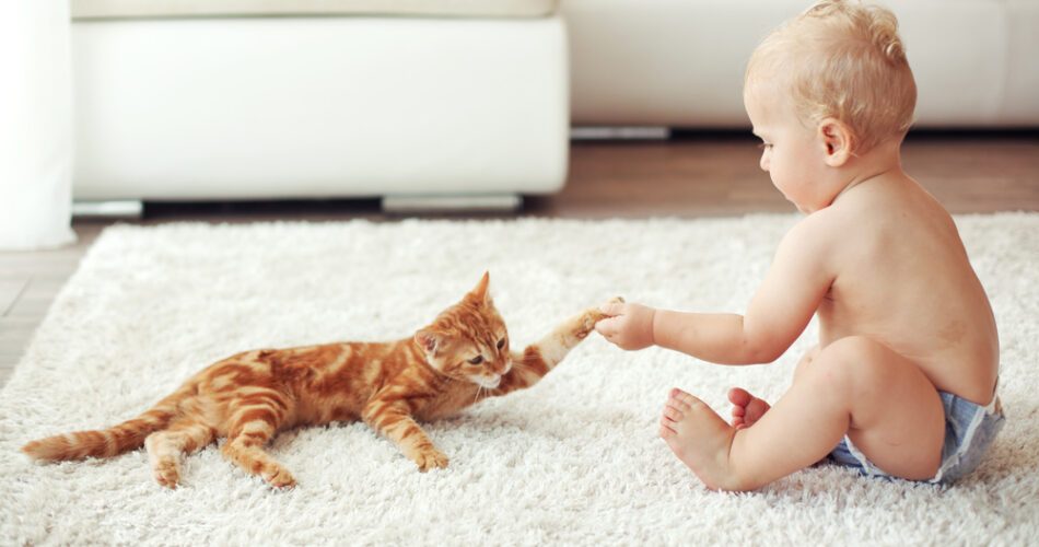 Gatos e bebês: isso é um problema?
