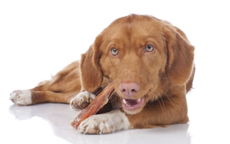 Petiscos para cachorros – Escolhendo opções saudáveis