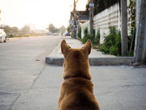 Resgatar um cachorro de rua: quais cuidados devo ter