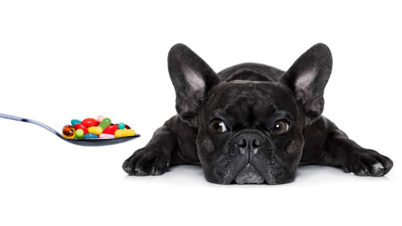 Vitaminas para cachorro – Conhecendo seus benefícios | Petz