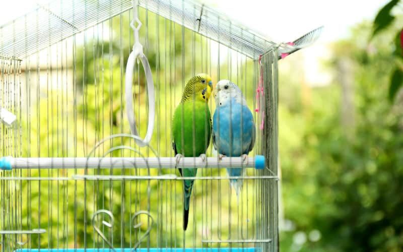 Aves domésticas – Cuidados especiais para o bem-estar