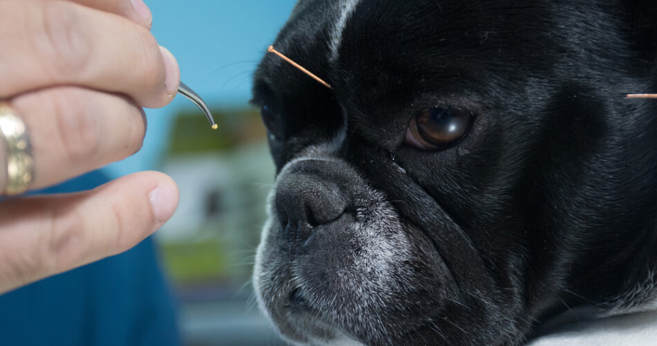 Benefícios da acupuntura para cachorros e gatos