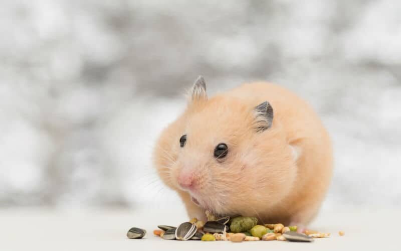Hamster: conheça as características deste amável pet