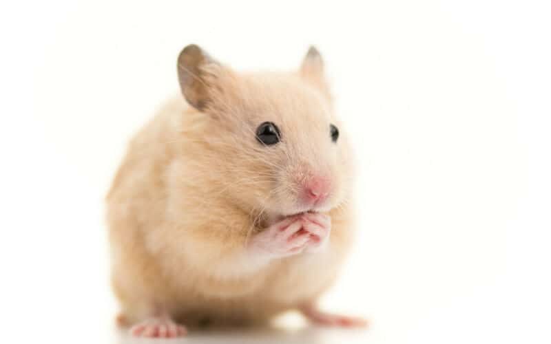 Hamster estressado: saiba como identificar o problema em roedores