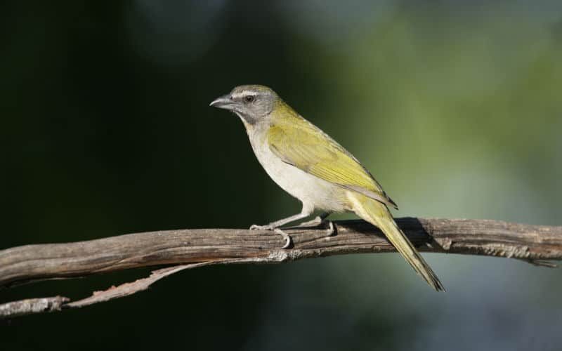 Pássaros silvestres: as características e curiosidades